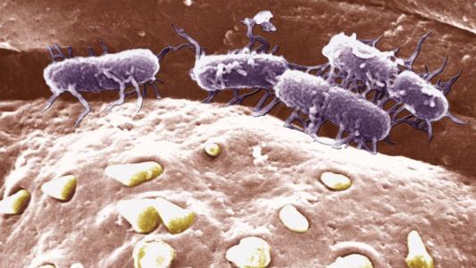 Salmonella Typhi can be treated naturally